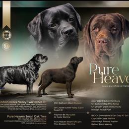 Male puppy - Chocolate male Labrador Retriever puppy in Chapel Hill, Tennessee from Pure Heaven Labs