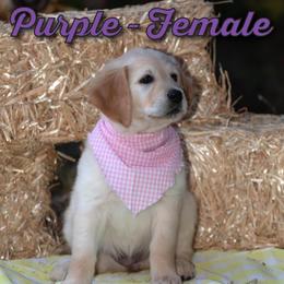 Golden Retriever Puppies from Valley County Goldens