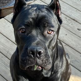 Max - Cane Corso