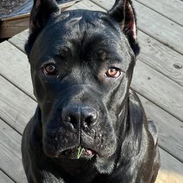 Max - Cane Corso