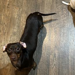 Dachshunds from Double Shot Dachshunds