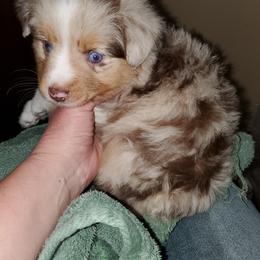 Australian Shepherd, Miniature Australian Shepherd, and Toy Australian Shepherd Puppies from Rumour Has It Aussies