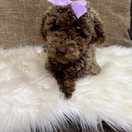 Luna - Poodle