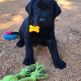 Labrador Retriever Puppies from Labrador Trails
