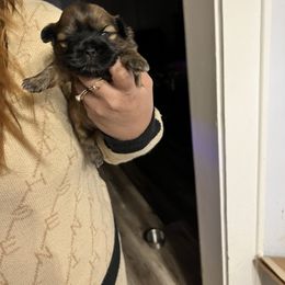 Shih Tzu Puppies from Wilson Kennel
