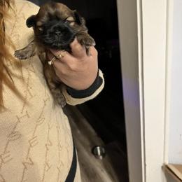 Shih Tzu Puppies from Wilson Kennel