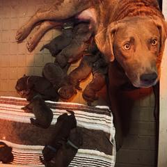 Chesapeake Bay Retriever Puppies from Rebecca's Chesapeake Bay Retrievers