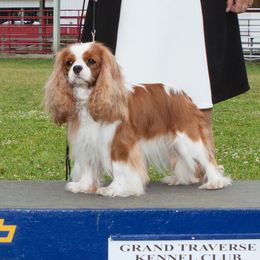 Peanut - Cavalier King Charles Spaniel