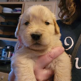 Golden Retriever Puppies from Welch Family Golden Retrievers