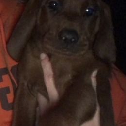 Redbone Coonhound Puppies from Shannon Family Redbone Coonhounds