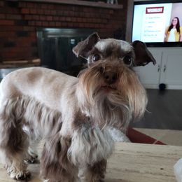 Kameo - Miniature Schnauzer