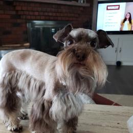 Kameo - Miniature Schnauzer
