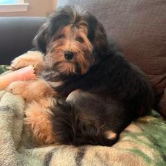 American Staffordshire Terrier and Löwchen Puppies from Lelani AmStaffs