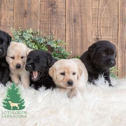 "Battle Born Litter - B Litter " Labrador Retriever Puppies from Lothlorien Labradors