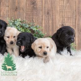 "Battle Born Litter - B Litter " Labrador Retriever Puppies from Lothlorien Labradors