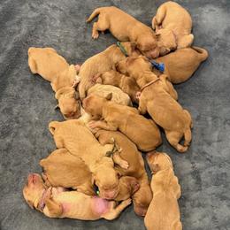 Black Collar - Dark golden female Golden Retriever puppy in Turtlepoint, Pennsylvania from Allegheny River Retrievers