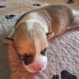 Bella - Red female Pembroke Welsh Corgi puppy in Walnut, Iowa from Michelle's House of Corgi's