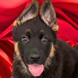 Ellax - Black and red female German Shepherd puppy in Yorkville, Illinois from Vom Archbold Haus World Class German Shepherds