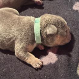 Teal Male - Black and tan male French Bulldog puppy in Republic, Missouri from Ritchie’s Frenchies
