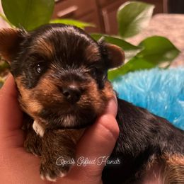 Yorkshire Terrier Puppies from Opals Gifted Hands