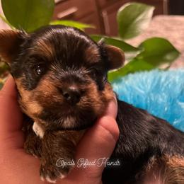Yorkshire Terrier Puppies from Opals Gifted Hands