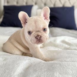 French Bulldog Puppies from Frenchie Envy Puppies