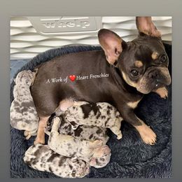 French Bulldog Puppies from Timeka Mayfield's French Bulldogs