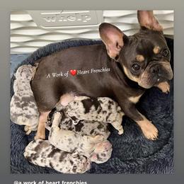 French Bulldog Puppies from Timeka Mayfield's French Bulldogs