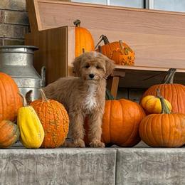 Grasshopper (Hopper) - Cream male Goldendoodle puppy in Payson, Utah from Country Sky Doodles