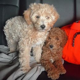 Goldendoodle Puppies from The Doodle Doggies