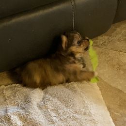 Yorkshire Terrier Puppies from Cindy's Yorkshire Terriers