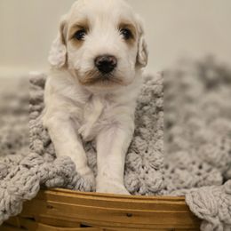 Espresso - Parti male Goldendoodle puppy in Fordland, Missouri from K&K's Puppy Kingdom