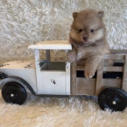 Grace - Chocolate female Pomsky puppy in Bucyrus, Missouri from Hill Top Pomskies