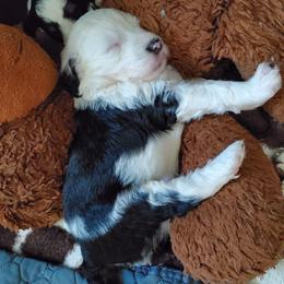 Bud - Black and white male Sheepadoodle puppy in Bellevue, Iowa from Fluffy Wonders Poms and Doodles