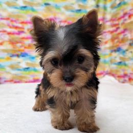 Layla TINY TEACUP - Blue and gold female Yorkshire Terrier puppy in Monticello, Iowa from Ashley’s Puppies