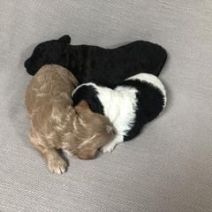 Goldendoodle and Springerdoodle Puppies from Springerdoodles Plus AZ