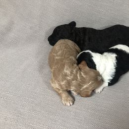 Goldendoodle and Springerdoodle Puppies from Springerdoodles Plus AZ