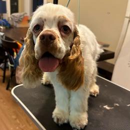 Georgie - pet only, please read description - Red and white female Cocker Spaniel puppy in Cincinnati, Ohio from Abundance of Joy LLC Cocker Spaniels
