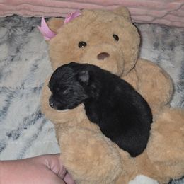 Boy 1 - Black male Pomeranian puppy in Angleton, Texas from Pomeranian Palace, LLC