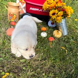Girl 5 (Polaroid) (purple collar) - Light golden female Golden Retriever puppy in Hubbard, Ohio from Whickering Pines Golden Retrievers