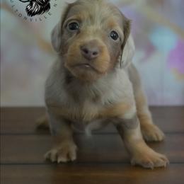 Arrow - Dapple male Dachshund puppy in Fultonville, New York from Sandy Aussies & Pomeranians