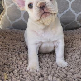 French Bulldog Puppies from MaFrenchiesBadandBoujee