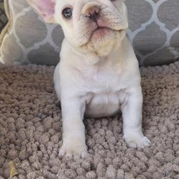 French Bulldog Puppies from MaFrenchiesBadandBoujee