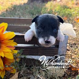 Priss- black face - Black and white female Border Collie puppy in Nashville, Arkansas from Whisenhunt Farms