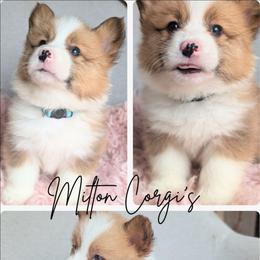 Boy 6 Mr. Light Blue - White and red male Pembroke Welsh Corgi puppy in Milton, Florida from Milton Corgis