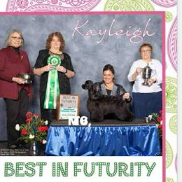 Cocker Spaniel All Grown Up from April Stich