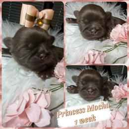 Princess mocha - Chocolate female Shih Tzu puppy in Coolidge, Arizona from Shih Tzu’s  ‘N’ Love