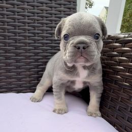 Fred - Blue fawn male French Bulldog puppy in Hampstead, Maryland from The Frenchie Life