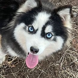 Ariah - Pomsky