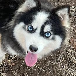 Ariah - Pomsky